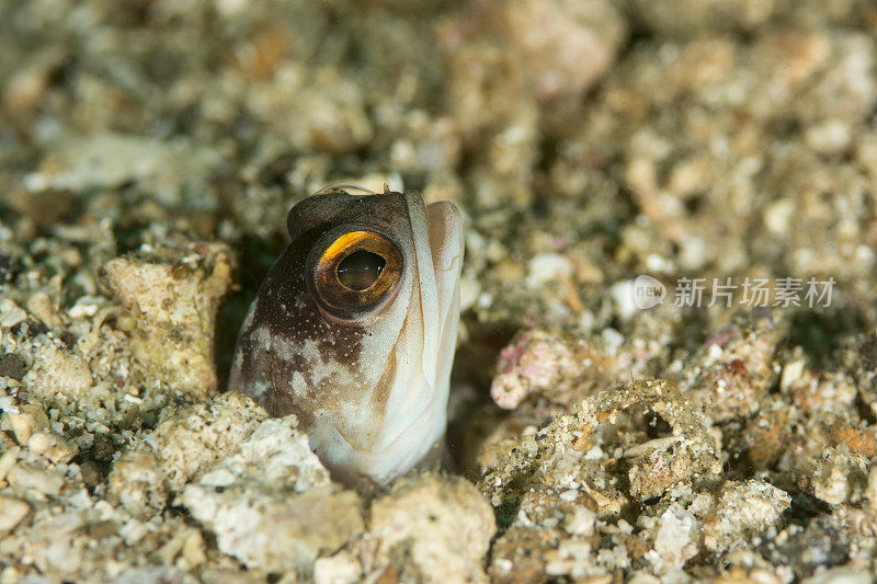 黄斑下颚鱼 - 奥皮斯托格纳图斯 sp.